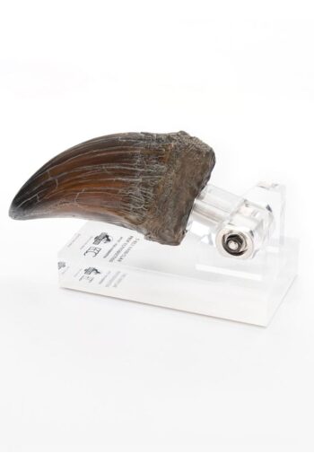 Jurassic Park Statue T-Rex Hand Claw 13 cm