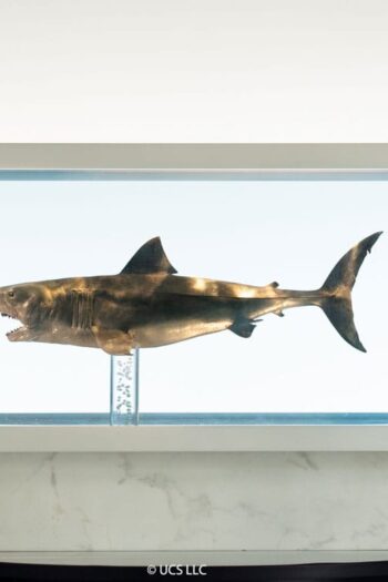 Jaws Maquette 1/18 Jaws Bronze 60 cm