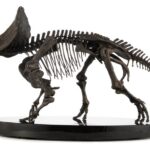 Jurassic World ECC Elite Creature Line Statue 1/12 Triceratops Fossil Skeleton Bronze 33 cm