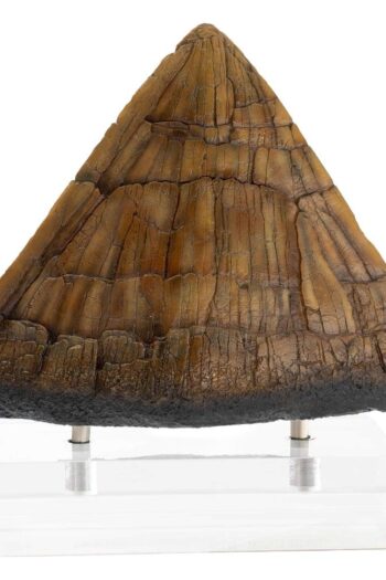 Jurassic Park Statue Triceratops Spike Prop (Reproduction) 19 cm