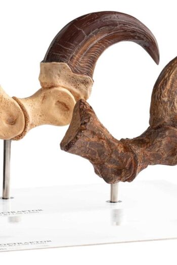 Jurassic Park ECC Elite Creature Line Statue Velociraptor Foot Claw and Fossil Claw Set 20 cm