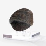 Jurassic Park 1/1 Replica Triceratops Toenail 16 cm